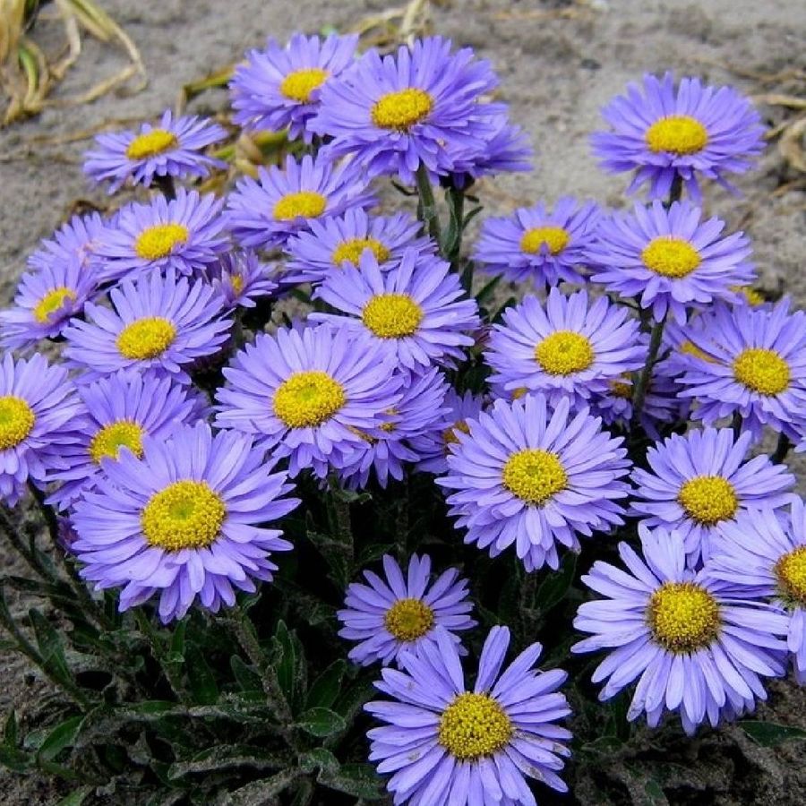 Aster alpinus 'Violet' Őszir&oacute;zsa