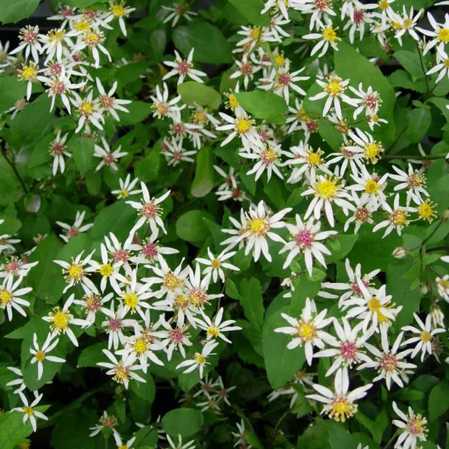Aster divaricatus 'Eastern Star' Őszir&oacute;zsa