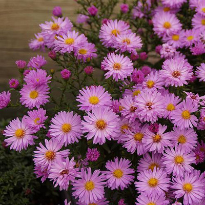 Aster dumosus 'Herbstgruss vom Bresserhof' Törpe őszirózsa