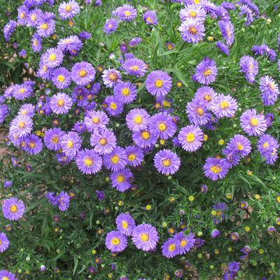 Aster dumosus 'Indigo' Törpe őszirózsa