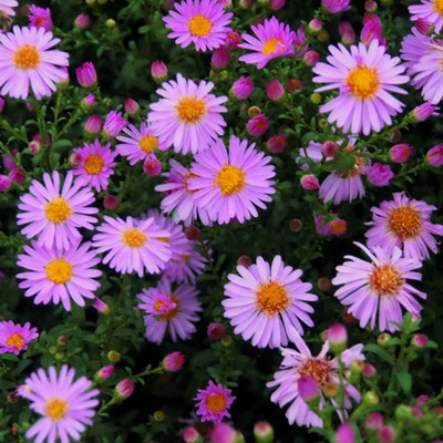 Aster dumosus 'Rozika' Törpe őszirózsa