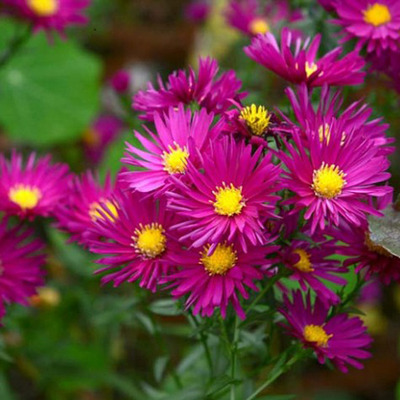 Aster dumosus 'Rubin' T&ouml;rpe őszir&oacute;zsa