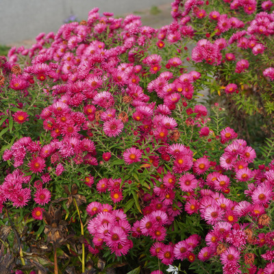 Aster novae-angliae 'Andenken an Alma Pötschke' Őszirózsa