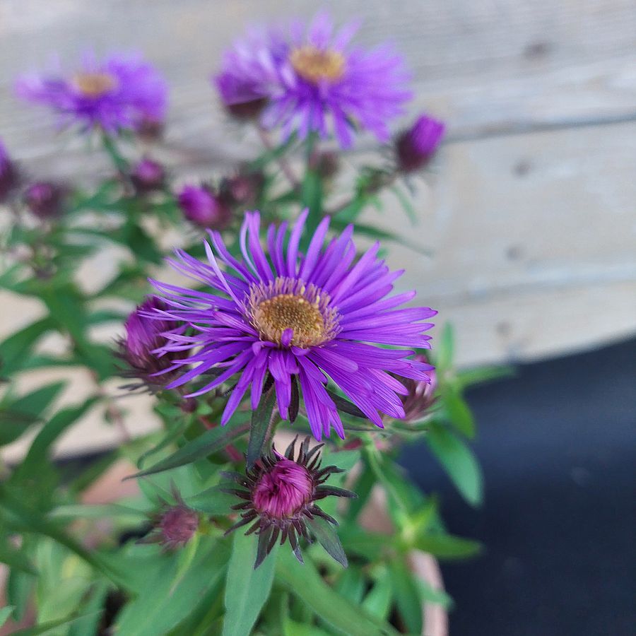 Őszir&oacute;zsa Aster novae-angliae 'Purple Dome'