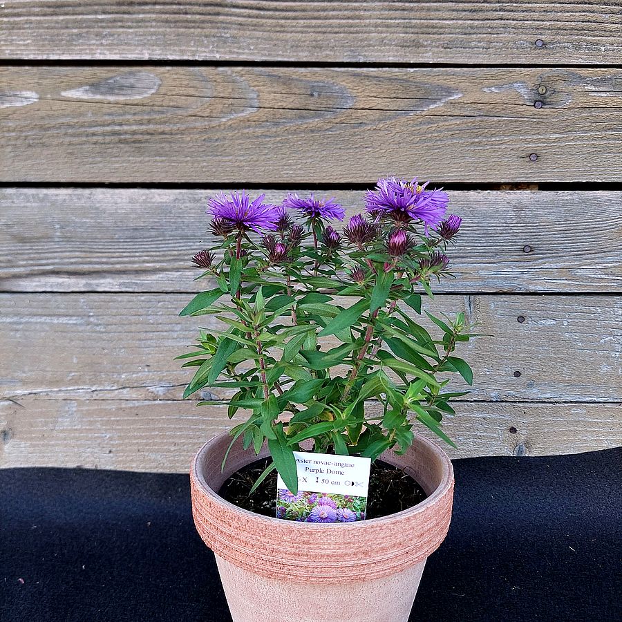 Őszir&oacute;zsa Aster novae-angliae 'Purple Dome'