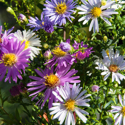 Aster novi-belgii Magic mix Őszirózsa