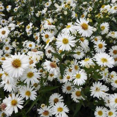 Aster novi-belgii 'White Starletta' Őszirózsa