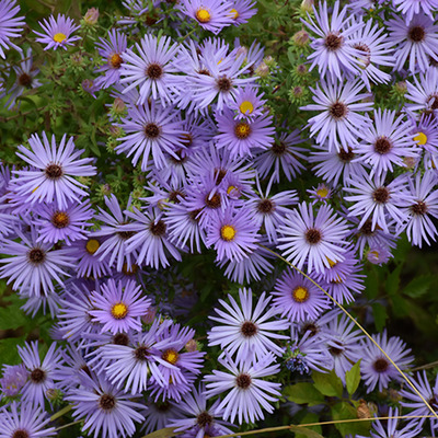 Aster oblongifolius 'October Skies' Őszirózsa