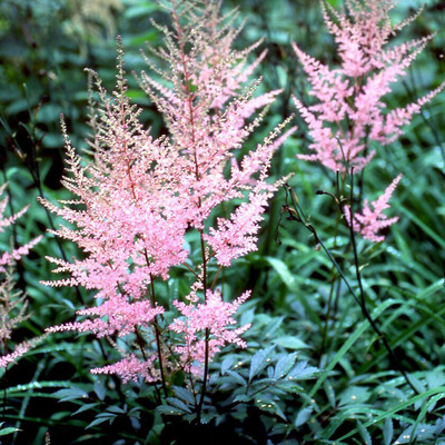 Astilbe arendsii 'Erika' Kerti tollbuga