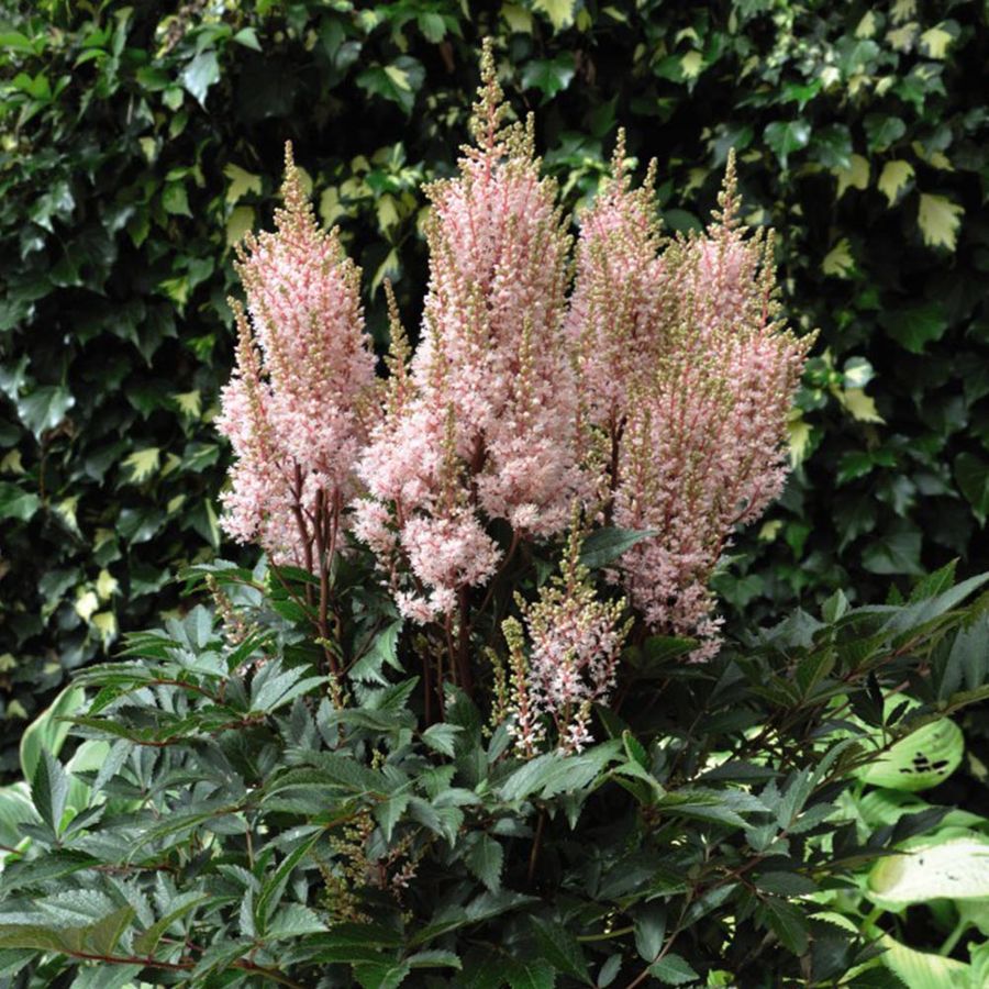 Kerti tollbuga Astilbe arendsii 'Look at me'