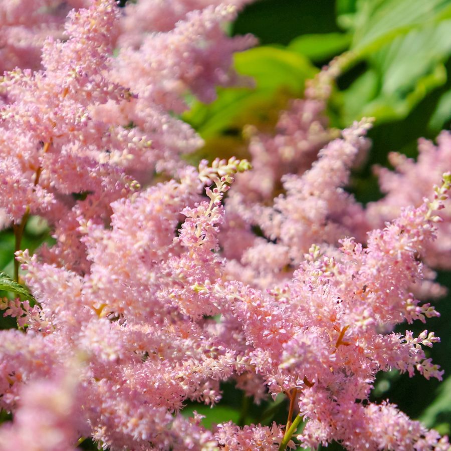 Kerti tollbuga Astilbe arendsii 'Look at me'