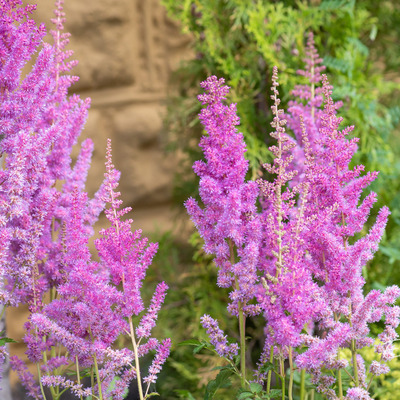 Astilbe chinensis 'Black Pearls' Kínai tollbuga