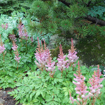 Astilbe chinensis 'Pumila' Kínai tollbuga