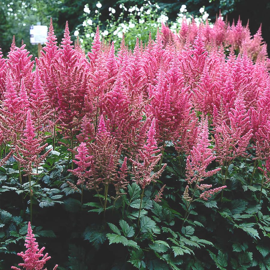 Astilbe chinensis 'Visions in Pink' K&iacute;nai tollbuga