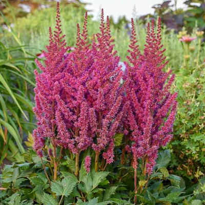 Astilbe chinensis K&iacute;nai tollbuga