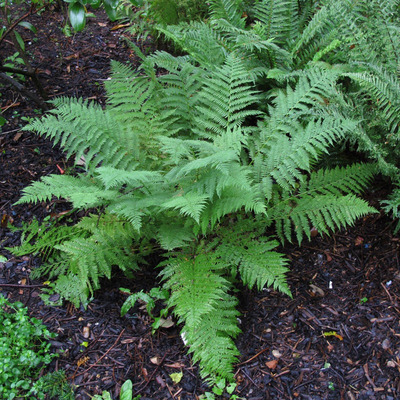 Athyrium filix-femina Hölgypáfrány