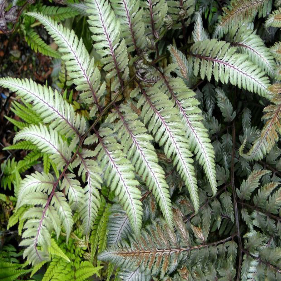Athyrium niponicum 'Pewter Lace' Jap&aacute;n h&ouml;lgyp&aacute;fr&aacute;ny