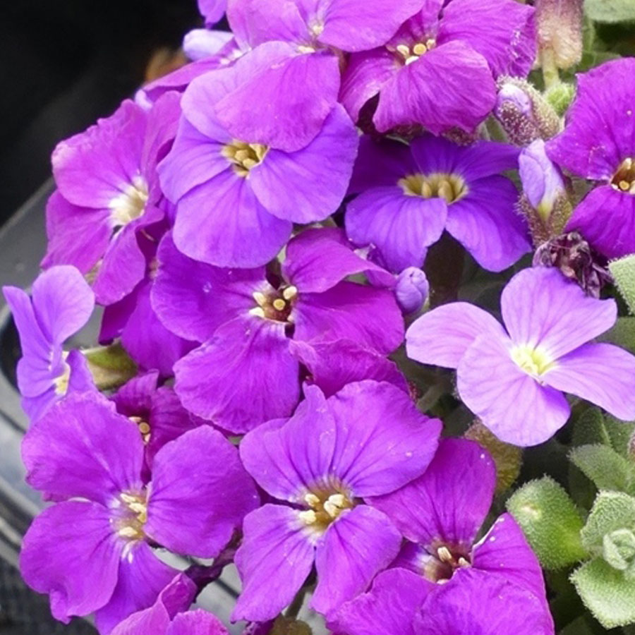 P&aacute;zsitviola Aubrieta 'Audrey Purple Shades'