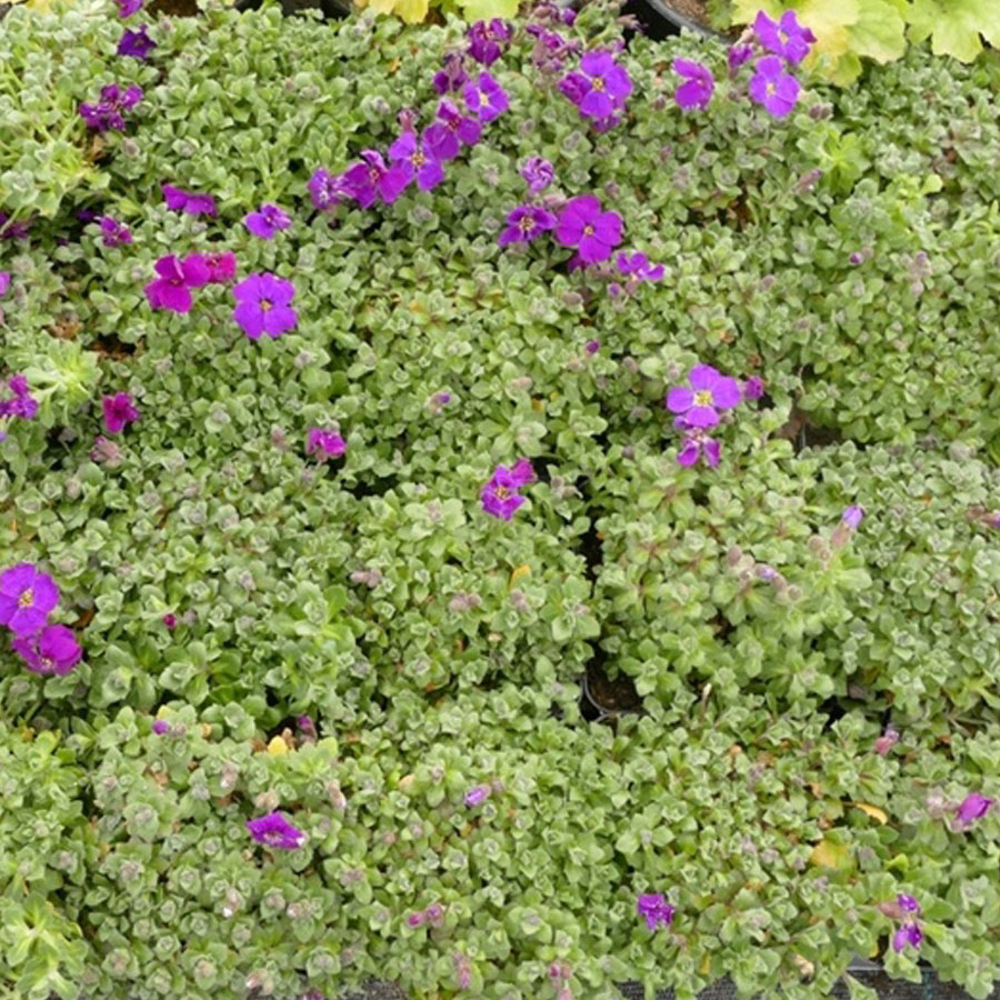 Aubrieta 'Audrey Purple Shades' P&aacute;zsitviola
