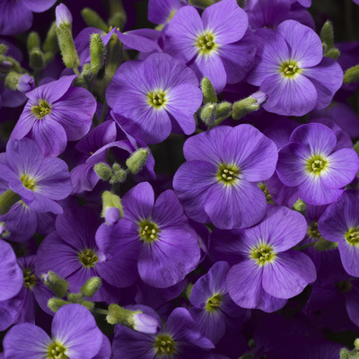 Aubrieta cultorum 'Axcent Violet With Eye' P&aacute;zsitviola