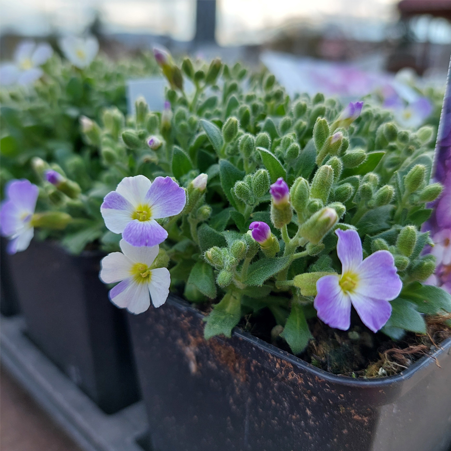 P&aacute;zsitviola Aubrieta cultorum 'Regado Blue White Bicolour'