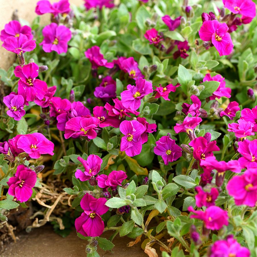 Aubrieta gracilis 'Kitte Red' P&aacute;zsitviola