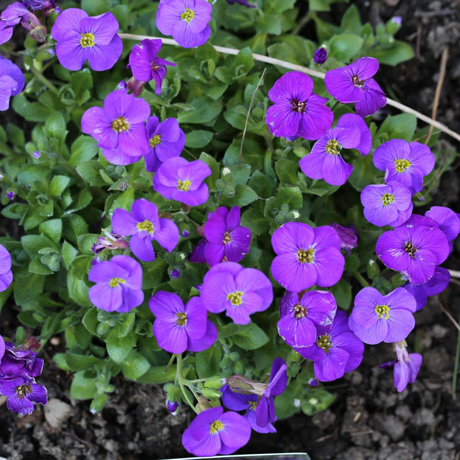 Aubrieta gracilis 'Kitte' P&aacute;zsitviola