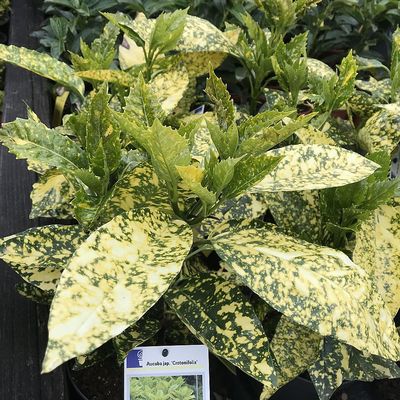 Japán babérsom Aucuba japonica 'Crotonifolia'