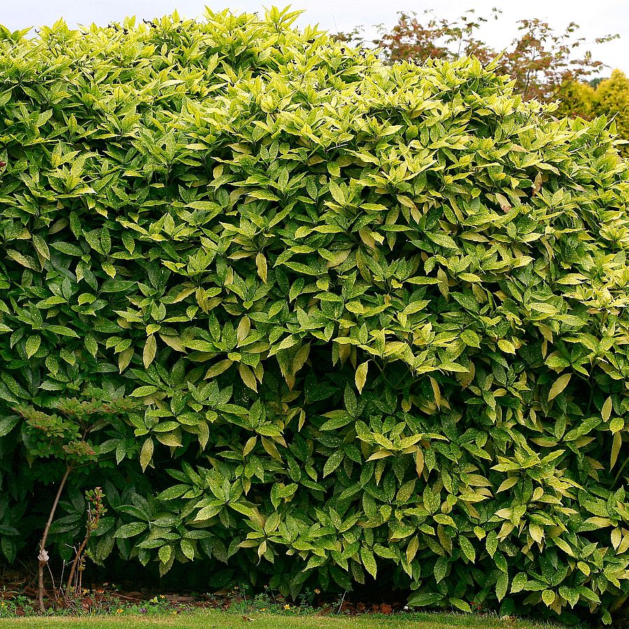 Japán babérsom Aucuba japonica 'Crotonifolia'