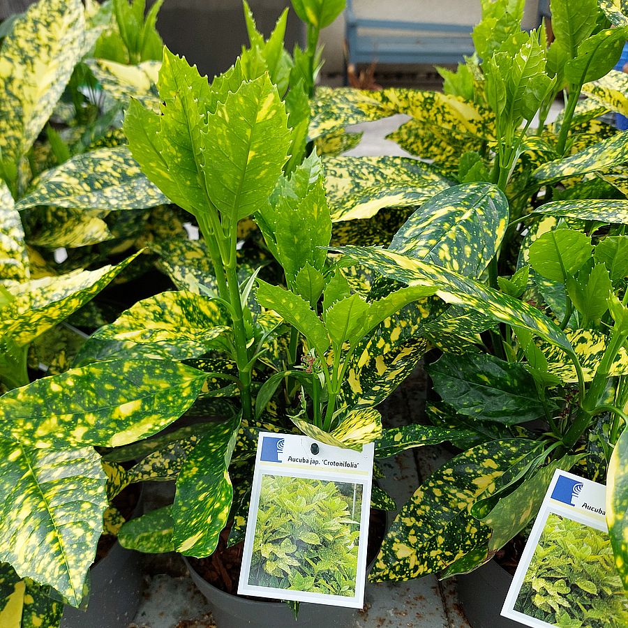 Japán babérsom Aucuba japonica 'Crotonifolia'