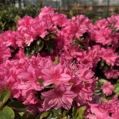Jap&aacute;n az&aacute;lea Azalea japonica 'F.C.F.'