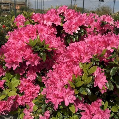 Jap&aacute;n az&aacute;lea Azalea japonica 'F.C.F.'
