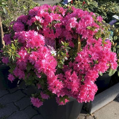Jap&aacute;n az&aacute;lea Azalea japonica 'F.C.F.'
