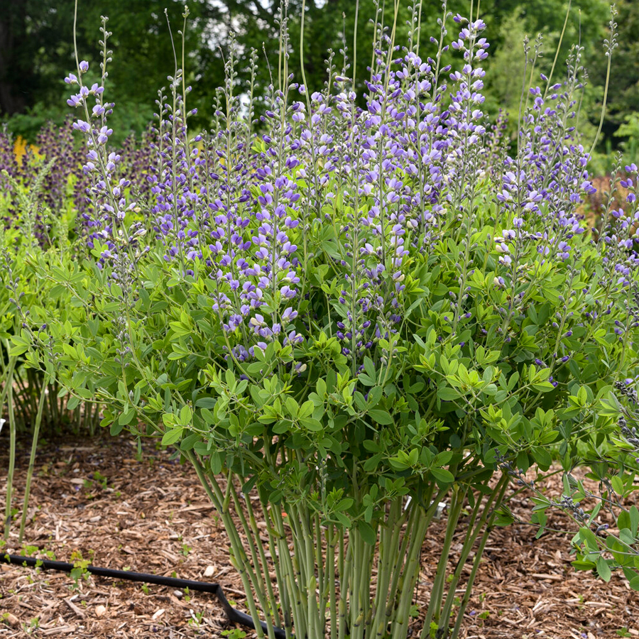 Baptisia 'Decadence Blue Bubbly' D&eacute;li bors&oacute;f&uuml;rt