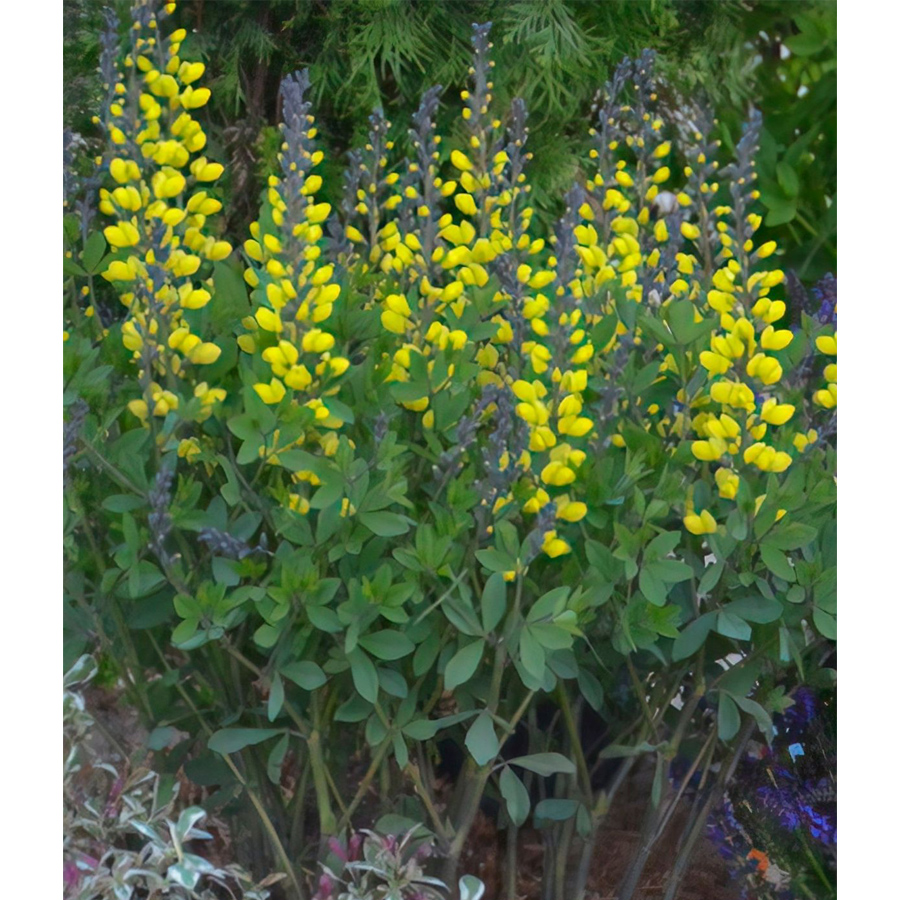 Baptisia 'Decadence Lemon Meringue' D&eacute;li bors&oacute;f&uuml;rt