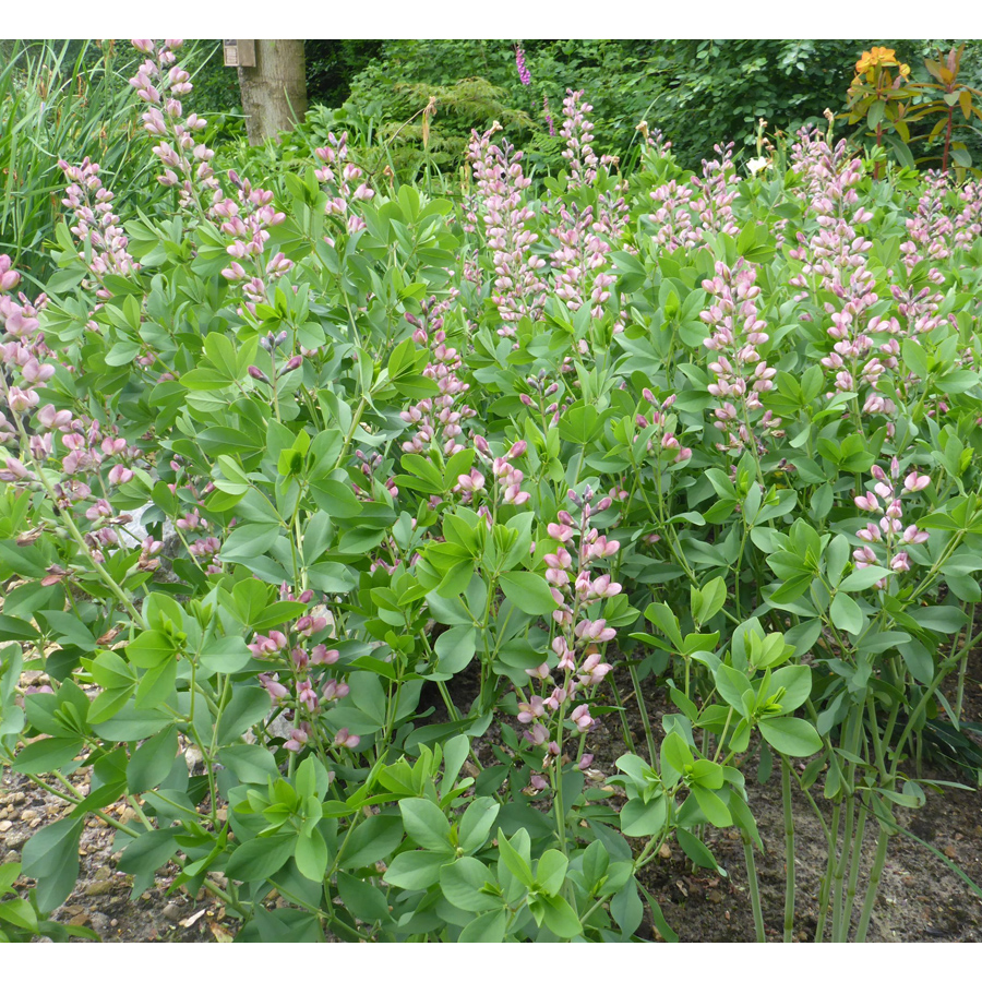 Baptisia 'Decadence Pink Truffles' D&eacute;li bors&oacute;f&uuml;rt