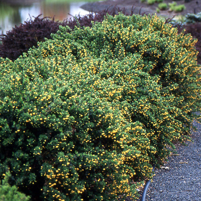 Berberis buxifolia 'Nana' T&ouml;rpe borbolya
