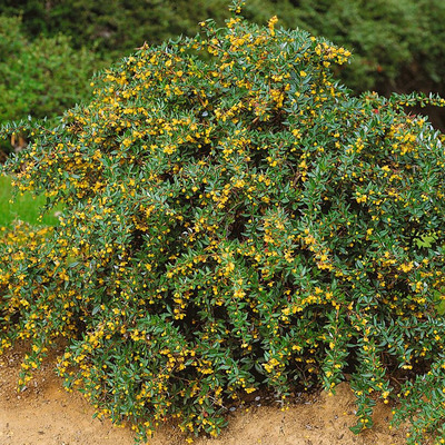 Berberis candidula 'Jytte' Örökzöld borbolya