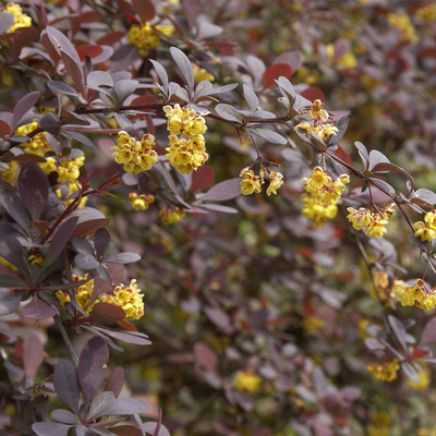 Berberis ottawensis 'Superba' Vérborbolya