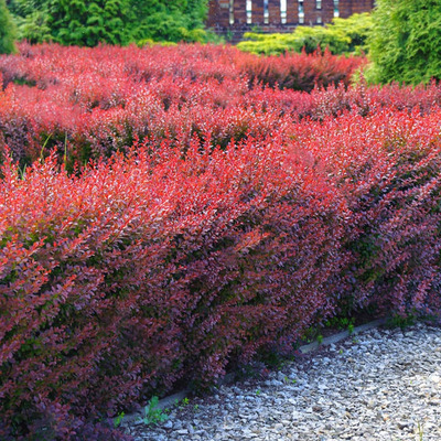 Berberis thunbergii 'Atropurpurea' Vérborbolya