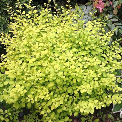 Berberis thunbergii 'Aurea' Arany lomb&uacute; borbolya