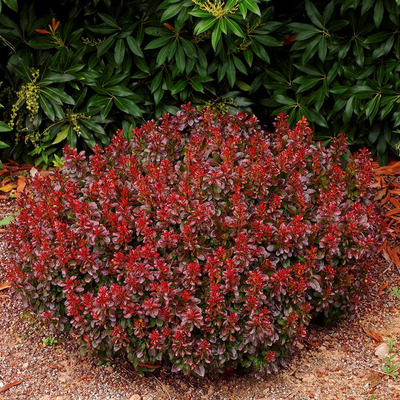 Berberis thunbergii 'Bagatelle' Törpe borbolya