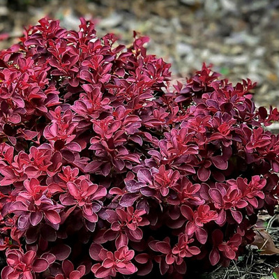 Berberis thunbergii 'Fire Ball' Jap&aacute;n t&ouml;rpe borbolya