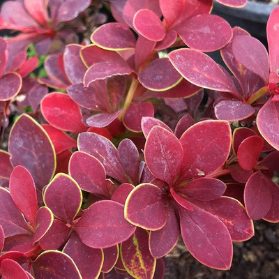 Berberis thunbergii 'Golden Ring' Japán borbolya- aranyszélű lev