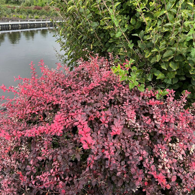 Berberis thunbergii 'Inspiration' Tarka levelű borbolya