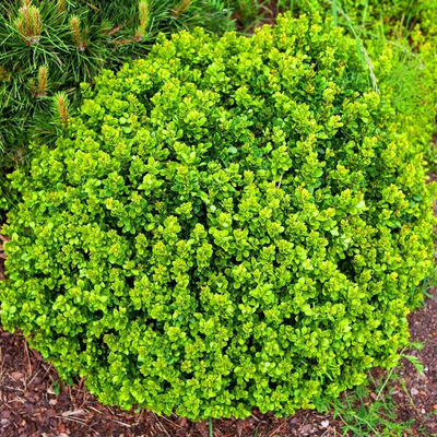 Berberis thunbergii 'Kobold' T&ouml;rpe borbolya