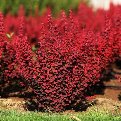 Berberis thunbergii 'Red Rocket' Oszlopos vérborbolya