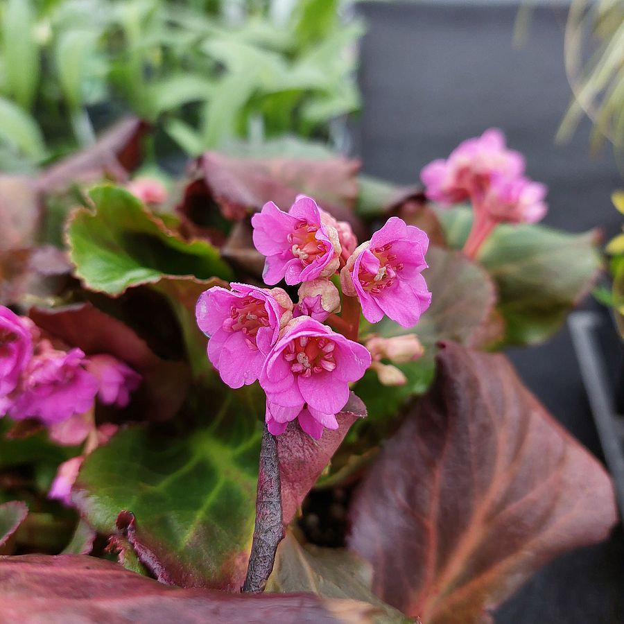 Bőrlevél Bergenia 'Abendglut'