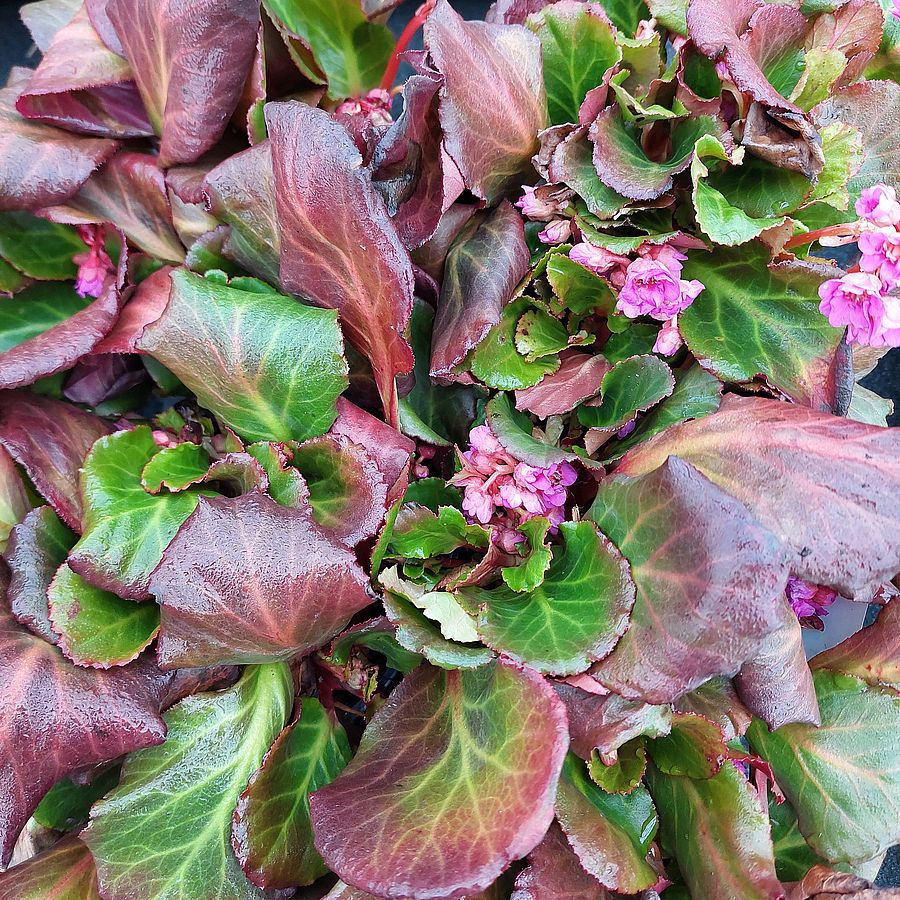 Bőrlevél Bergenia 'Abendglut'