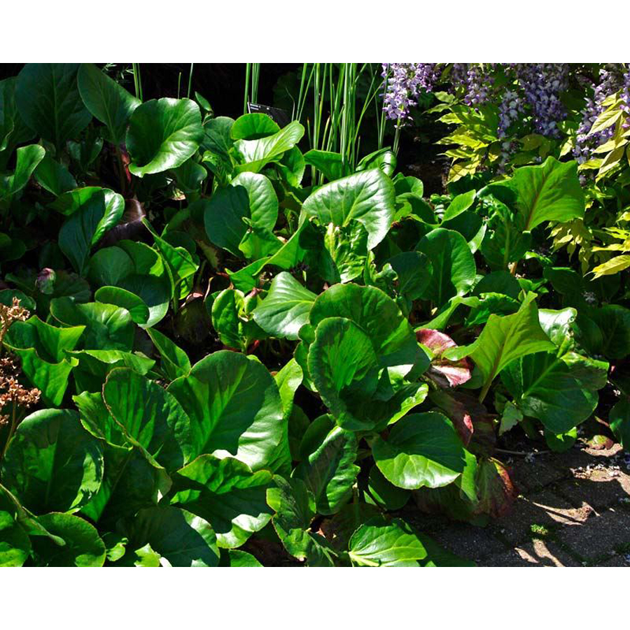 Bőrlevél Bergenia 'Abendglut'